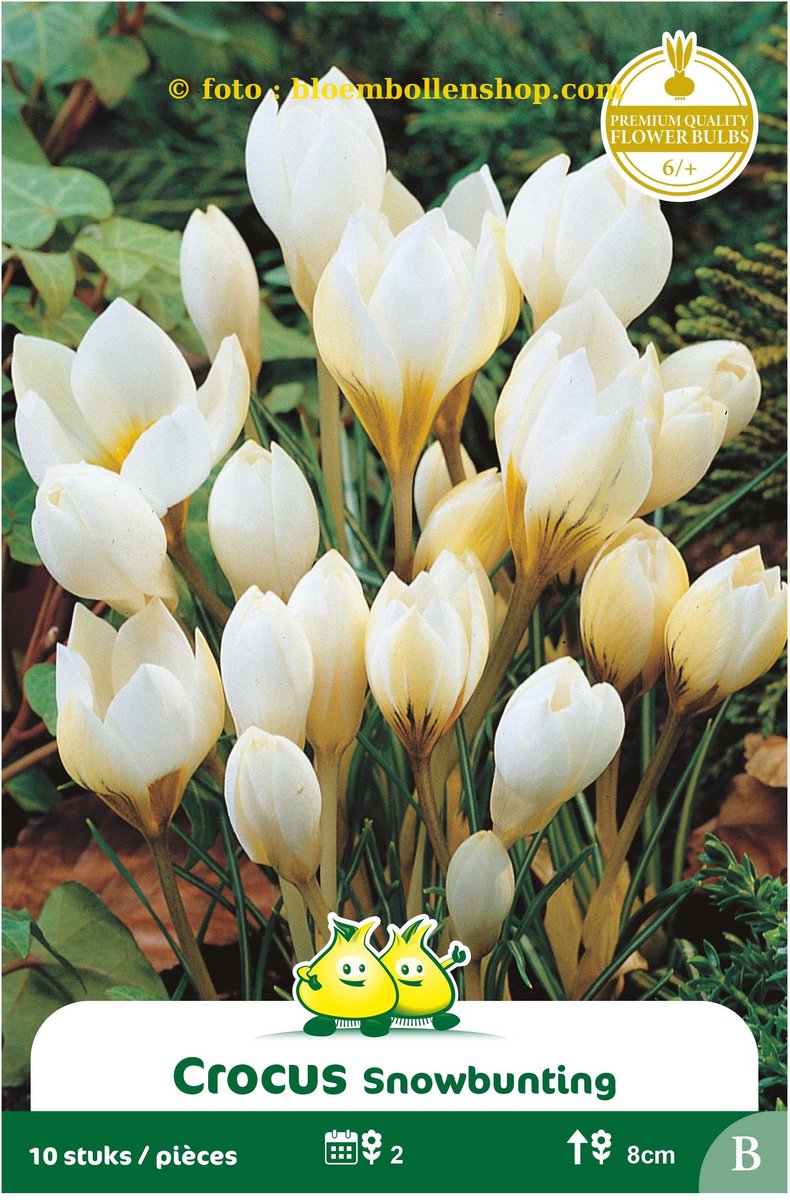 4 Zakjes Botanisch Crocus Snowbunting maat 6/+