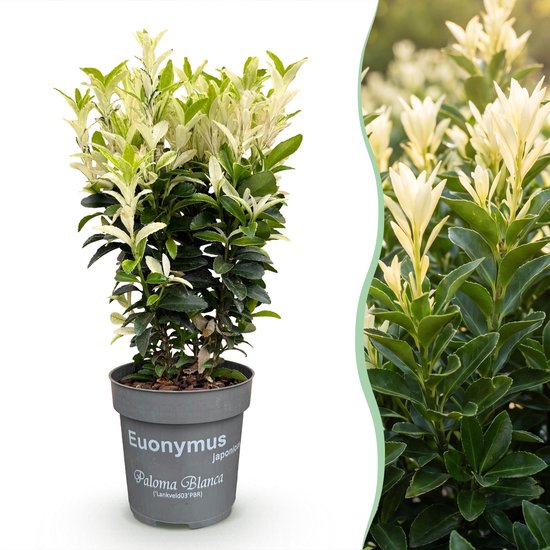 Plante Euonymus japonica Paloma Blanca en pot avec feuillage vert et blanc.