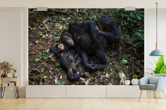 Papier peint photo peint photo vinyle - Famille Chimpanzé endormi largeur 390 cm x hauteur 260 cm - Tirage photo sur papier peint (disponible en 7 tailles)