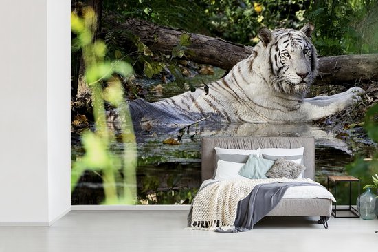 Papier peint photo peint photo vinyle - Tigre Witte dans l'eau largeur 450 cm x hauteur 300 cm - Tirage photo sur papier peint (disponible en 7 tailles)