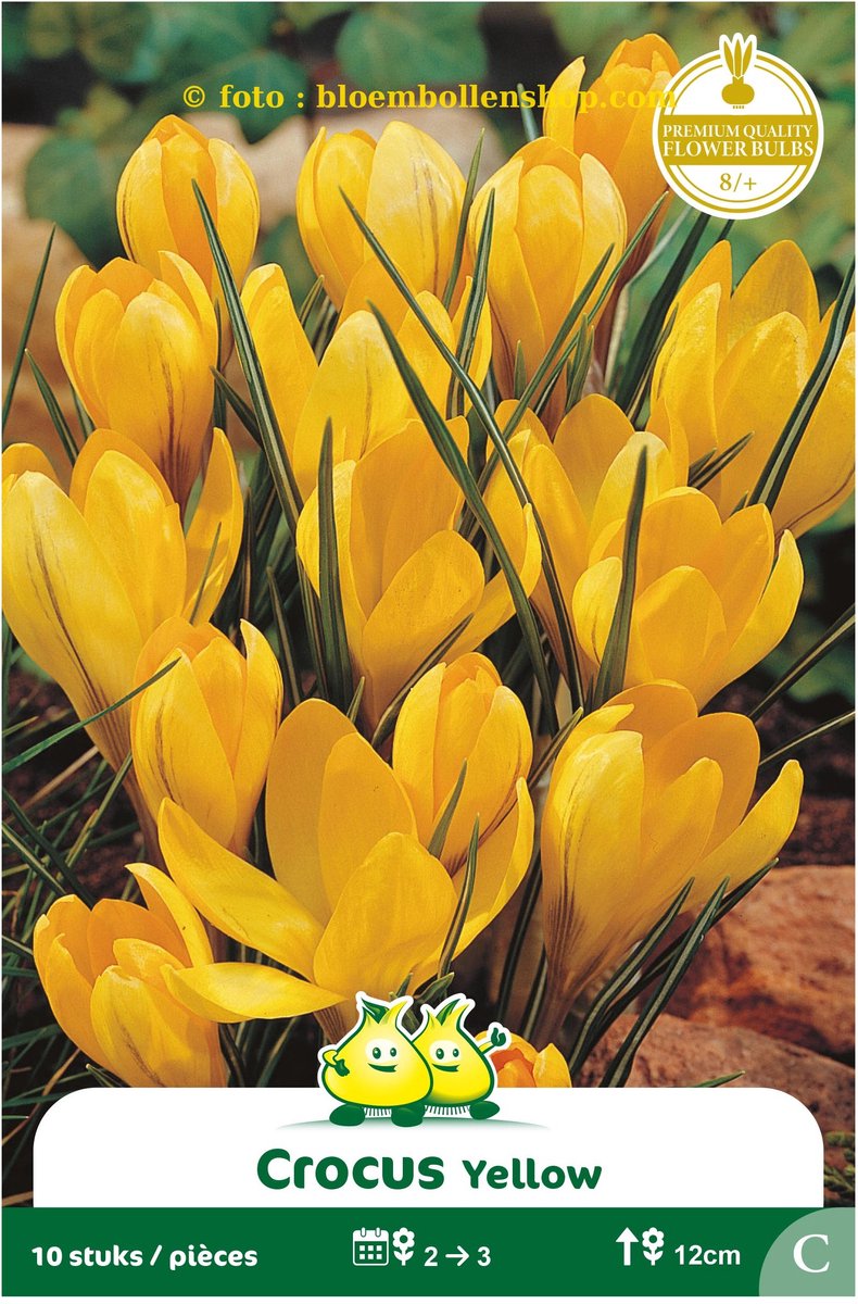 3 Zakjes Crocus Vernus Geel maat 8/+