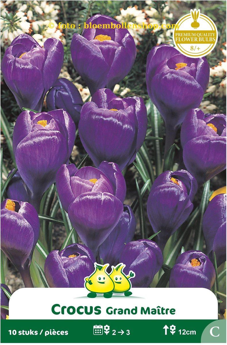 3 Zakjes Crocus Vernus Purper - Donker blauw maat 8/+