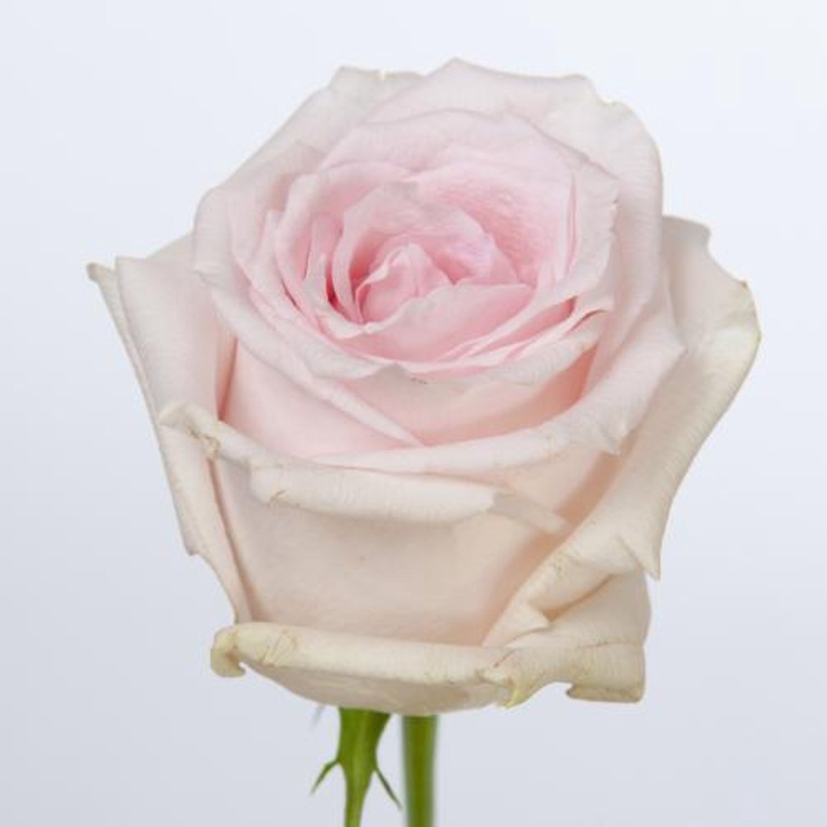 20x Rosa revival sweet 40cm