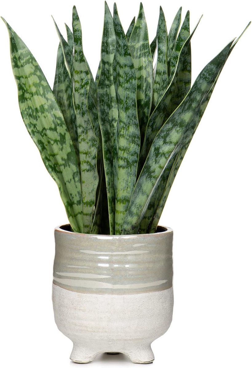 Nepplant Snake Plant 31cm - Keramische Pot - Decoratief - Perfect voor Binnen - ShopVlot