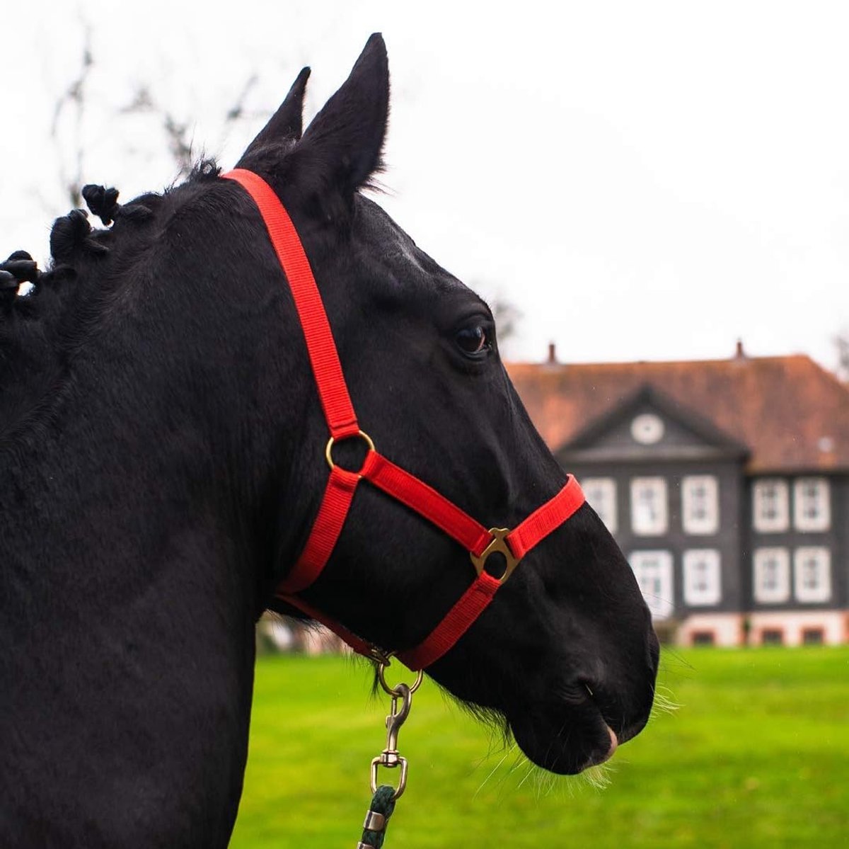 Holder for horse, warmblood, full flowers, cold blood - holder, willow dumbbell, 2-way adjustable on chin strap and - ShopVlot