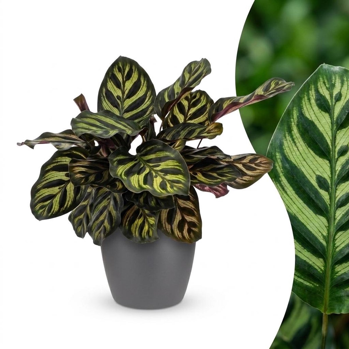 Green boutiQ - Calathea Makoyana - Pauwenplant - 1 Plant - met Potter Grijs - Pot 12cm - Hoogte - 25cm