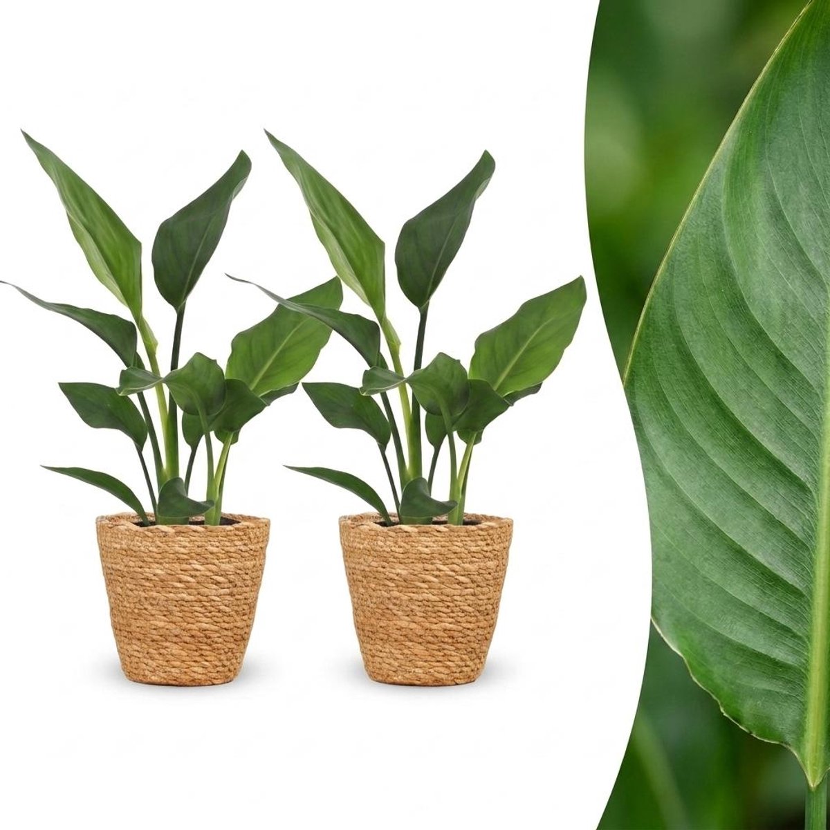 Green boutiQ - Strelitzia Reginea - Paradijsvogelbloem - 2 Planten - met Mand - Pot 12cm - Hoogte - 35cm