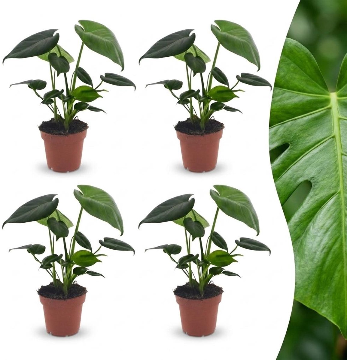 Green boutiQ - Monstera Deliciosa - Gatenplant - 4 Planten - Pot 12cm - Hoogte - 30cm
