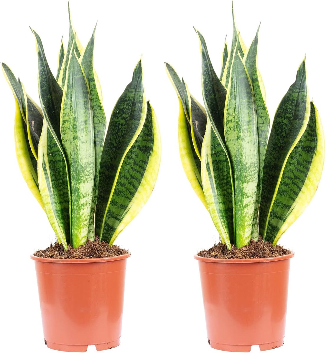 Set of 2 bow hemp - real houseplant, Sansevieria trifasciata Laurentii - height approx. 45 cm, pot Ø 14 cm - ShopVlot