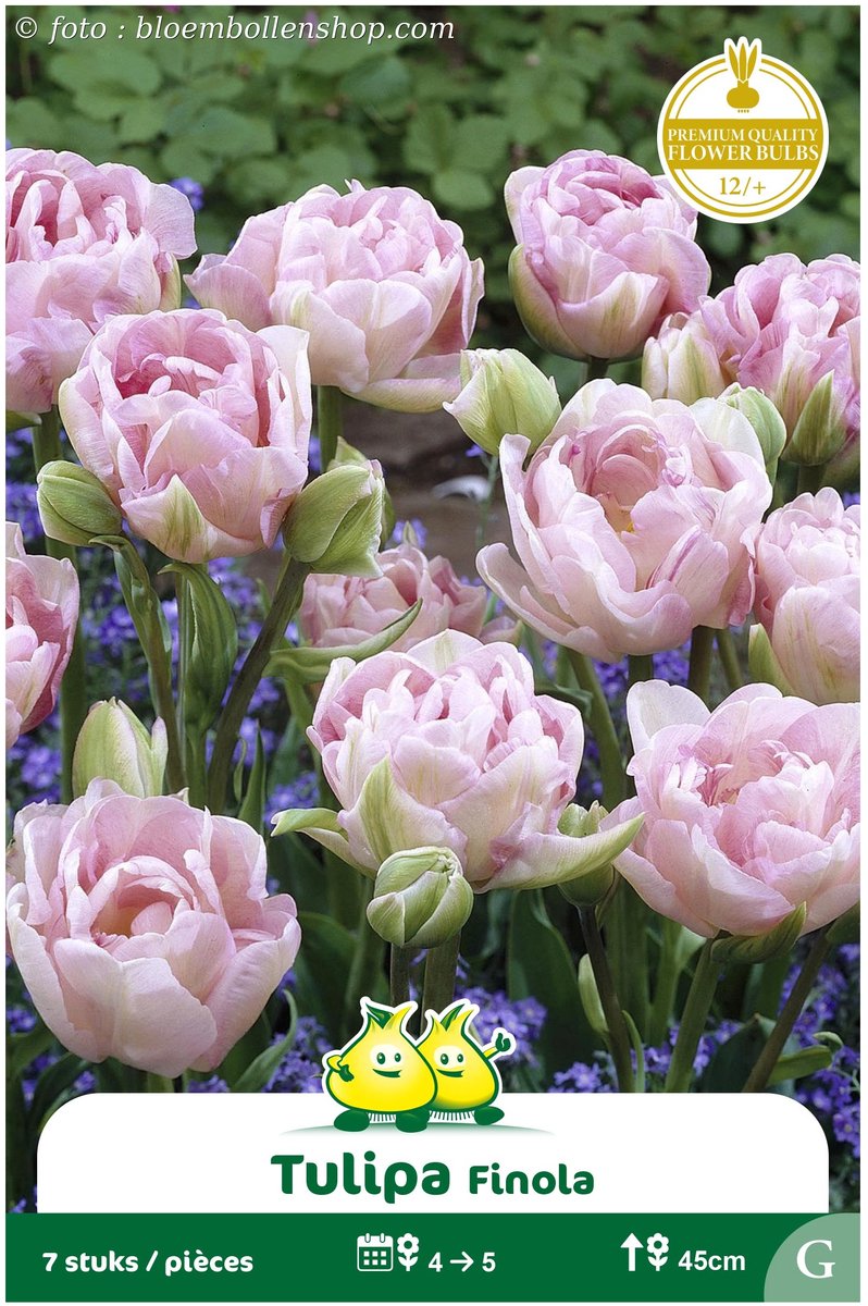 2 Zakjes Dubbele Tulpen Finola - Angelique maat 12/+