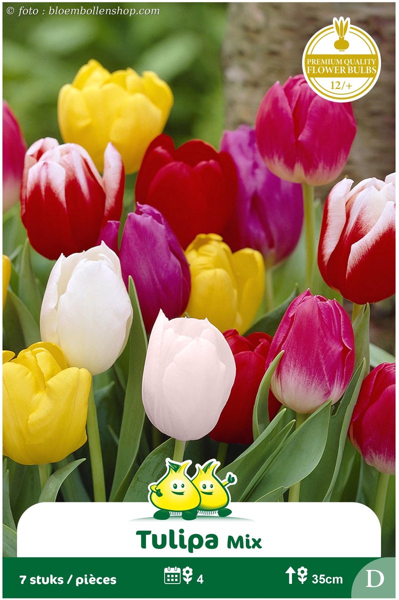 2 Zakjes Triumph Tulpen Gemengd maat 12/+