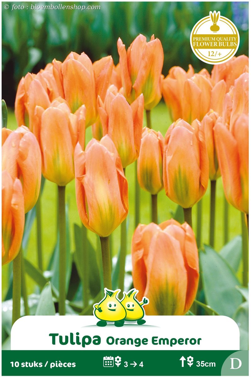 2 Zakjes Fosteriana Tulpen Orange Emperor maat 12/+