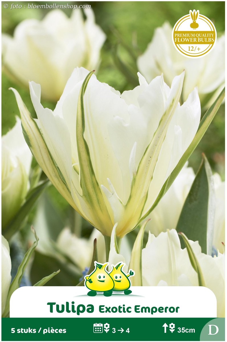 2 Zakjes Fosteriana Tulpen Exotic Emperor maat 12/+