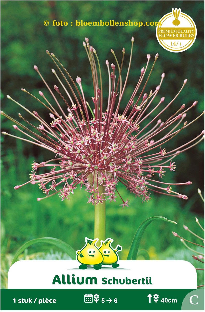 3 zakjes Allium Schubertii maat 14/+