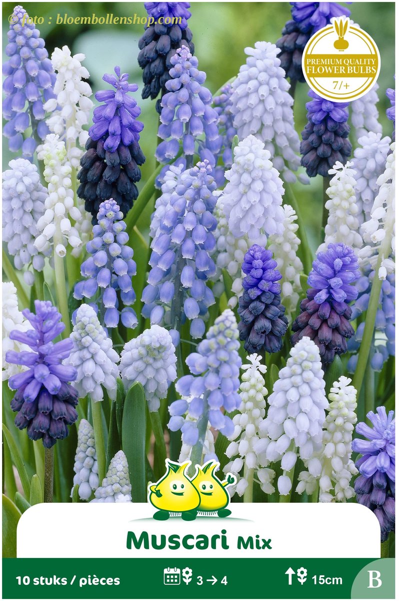 4 Zakjes Muscari mix maat 8/+