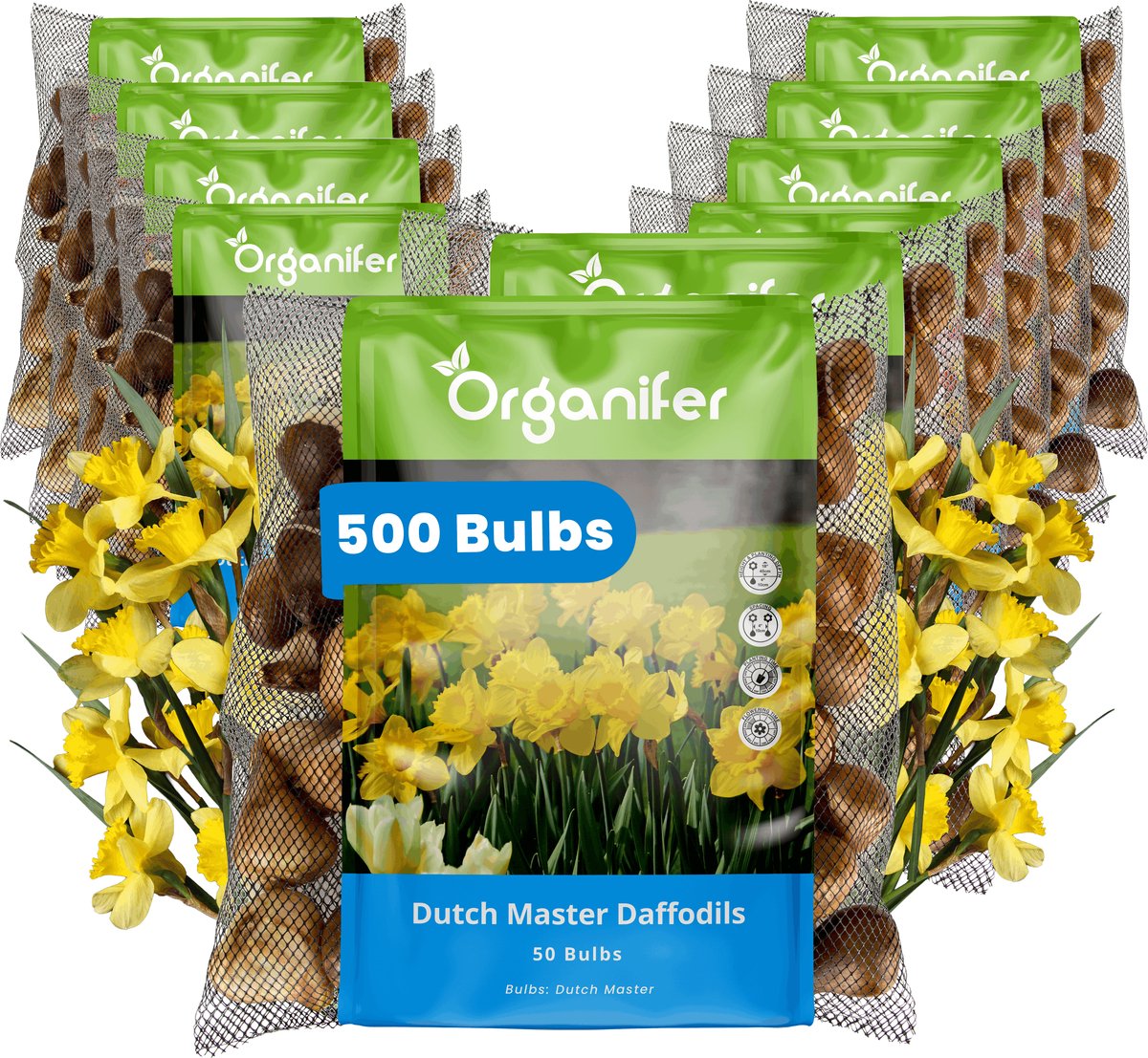 Narcissenbollen - 500 Bloembollen - Dutch Master - Goudgele Trompetbloemen - Organifer