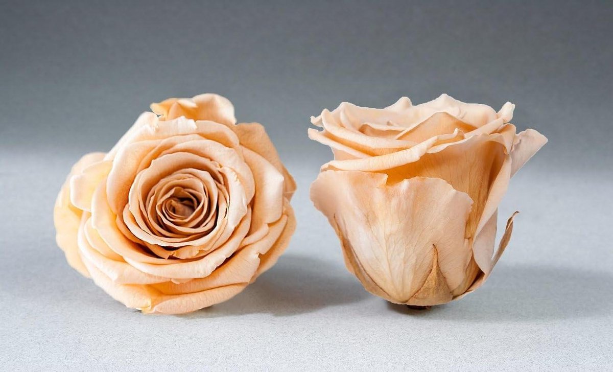 Geconserveerde Rozenkoppen - Echte Rozen Duurzame Rozen - Bloemstukken Maken - Infinity-Bloom Rozen - Ø 35 cm - Champagne