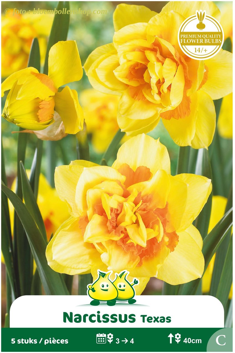 3 Zakjes Dubbele Narcis Texas maat 14/+