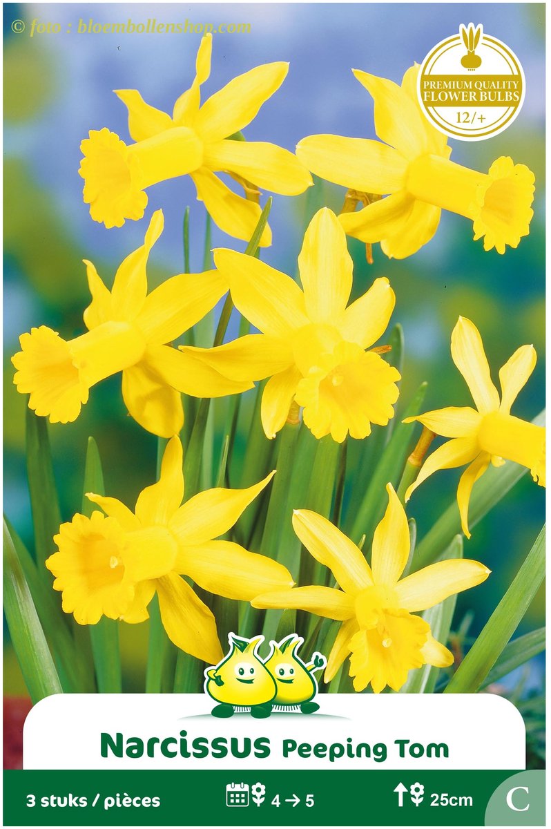3 Zakjes Botanisch Narcis Peeping Tom maat 12/+