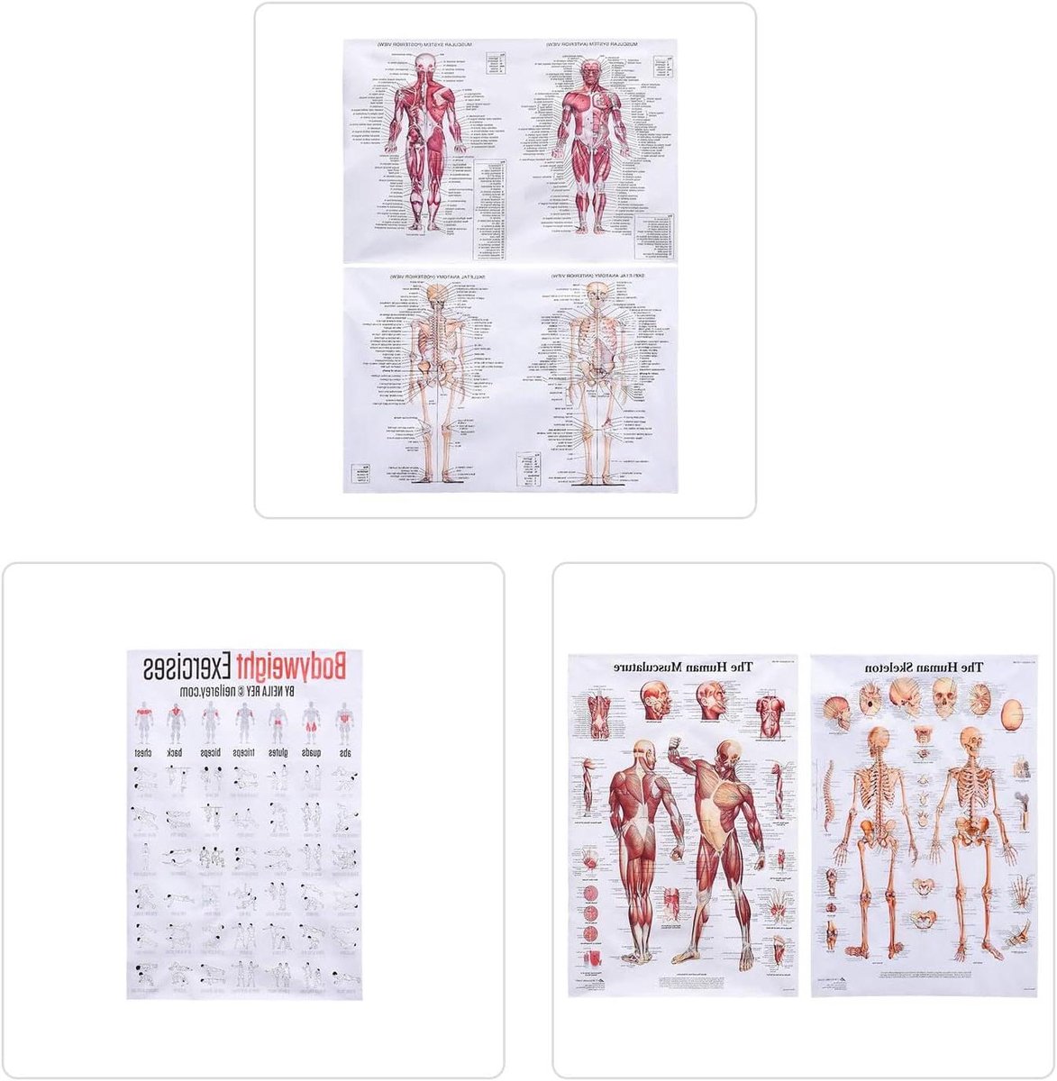 Anatomie Poster Set - Lichaam Posters - Studie Hulp - Gedetailleerde Illustraties - 45 x 68 cm - Multicolor