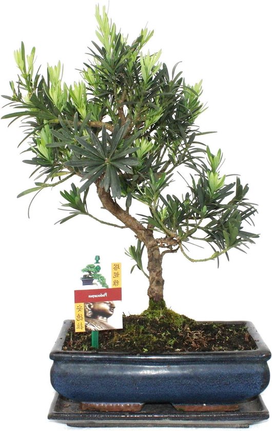 Bonsai Podocarpus - Podocarpus macrophyllus - 10 Jaar