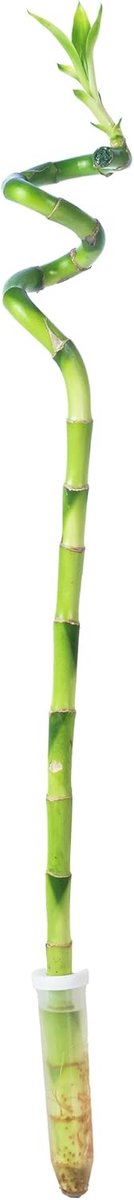 Glücksbambus 'Lucky Bamboo' 50 cm - spiraalstam - onderhoudsvriendelijk - ideaal voor woonkamer en kantoor - ShopVlot