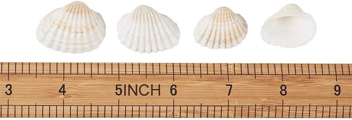 Natuurlijke schelpen 100 stuks - witte kokoskommen - voor DIY decoratie en vaasvullers - SnelShoppen