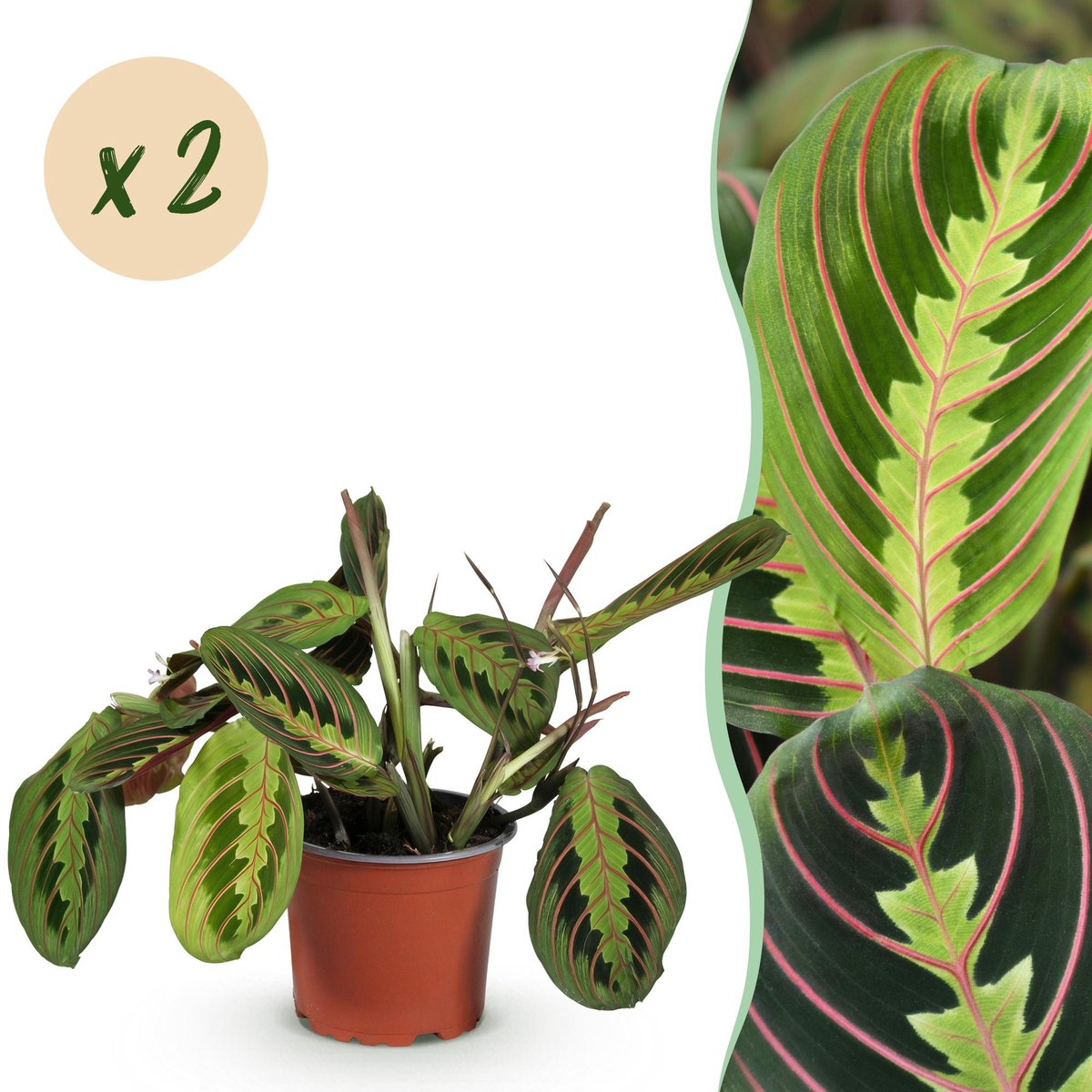 Kamerplant - Maranta Fascinator Tricolour - Gebedsplant - Huisdiervriendelijk - Groen - 2 Planten - Pot 12cm - Hoogte 30-35cm