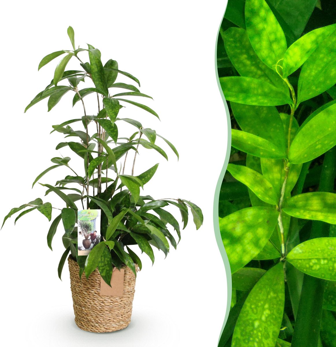 Green is... Kamerplanten - Dracaena surculosa - Drakenbloedboom - Weinig onderhoud - met mand - Groen - 1 Plant - Pot 17cm - Hoogte 60-70cm