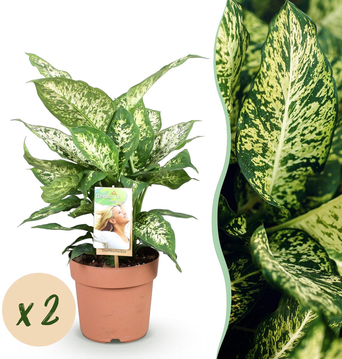 Green is... Kamerplanten - Diefenbachia Compacta - Dieffenbachia - Weinig onderhoud - Groen - 2 Planten - Pot 17cm - Hoogte 45-50cm