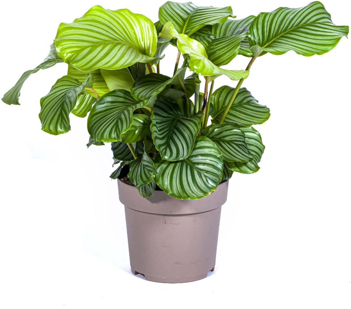 Calathea Orbifolia Ø27cm - 70 - 90cm