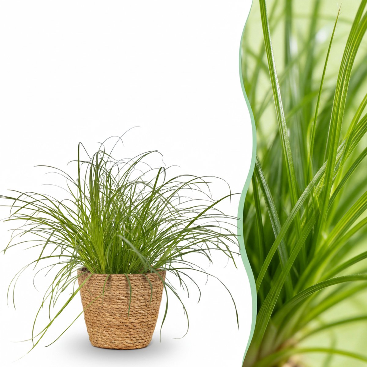 Kamerplant - Cyperus alternifolius Zumula - Kattengras - Huisdiervriendelijke Plant - Groen - 1 Plant - met Mand - Pot 12cm - Hoogte 20cm