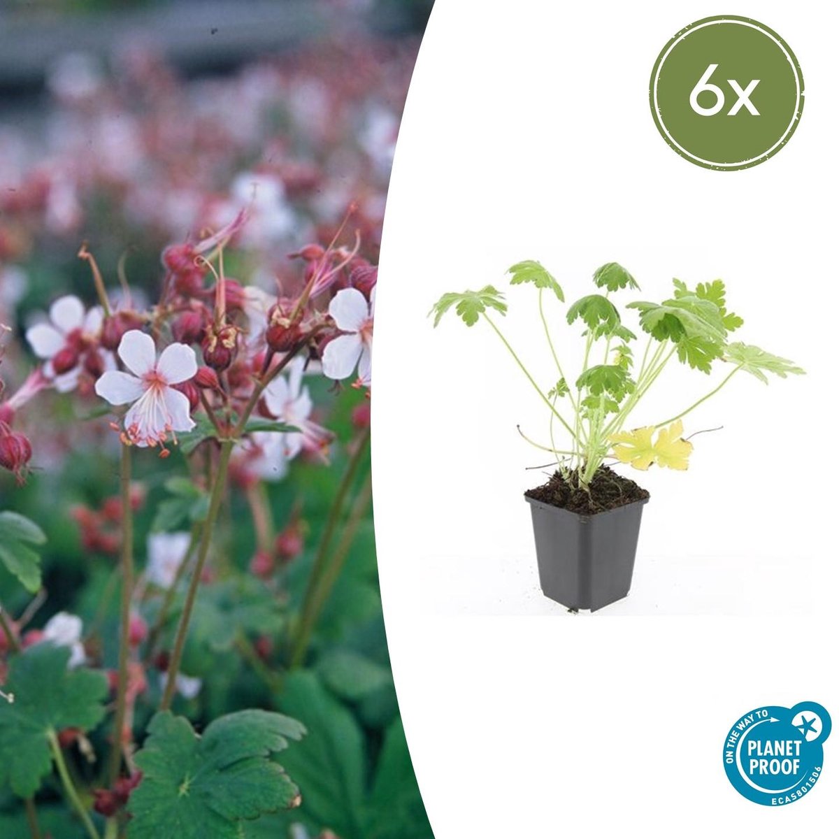 6x Geranium macr. 'Spessart' - 10-25cm - Ø9cm