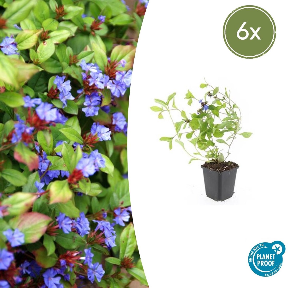 6x Ceratostigma plumbaginoides - 10-25cm - Ø9cm