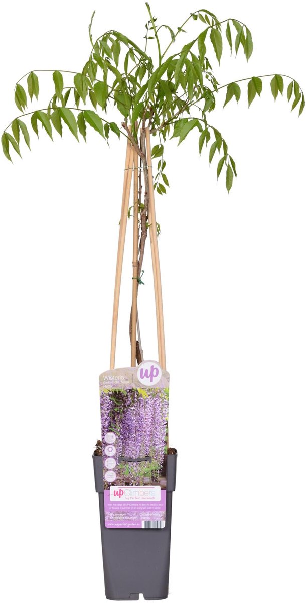 Wisteria floribunda 'Naga Noda' - Paarse regen - Ø15cm - 65cm