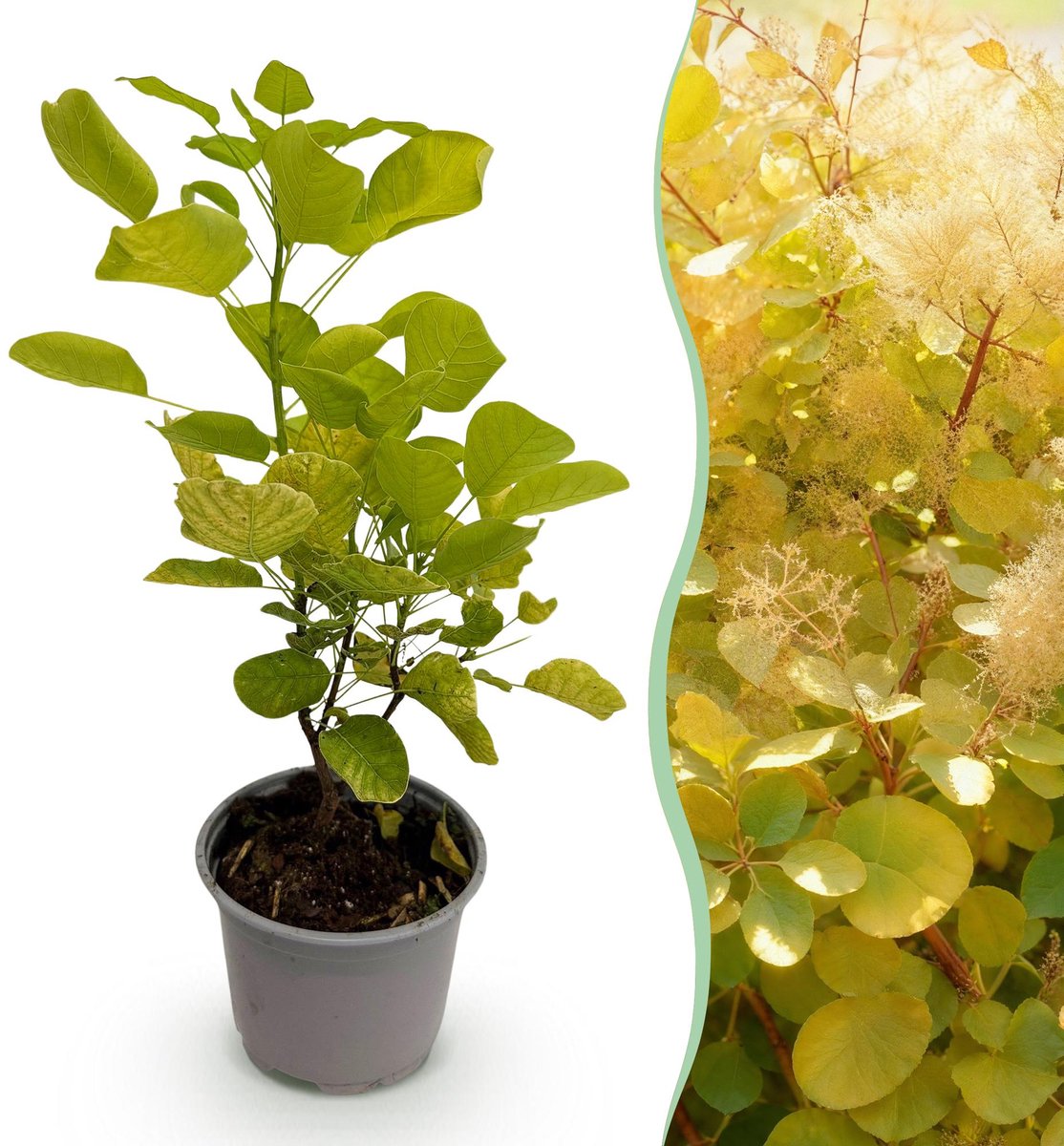 Tuinplant - Cotinus coggyria Golden Spirit - Geel - 1 Plant - Bladverliezend - Weinig Onderhoud - Pot 12cm Hoogte 35cm