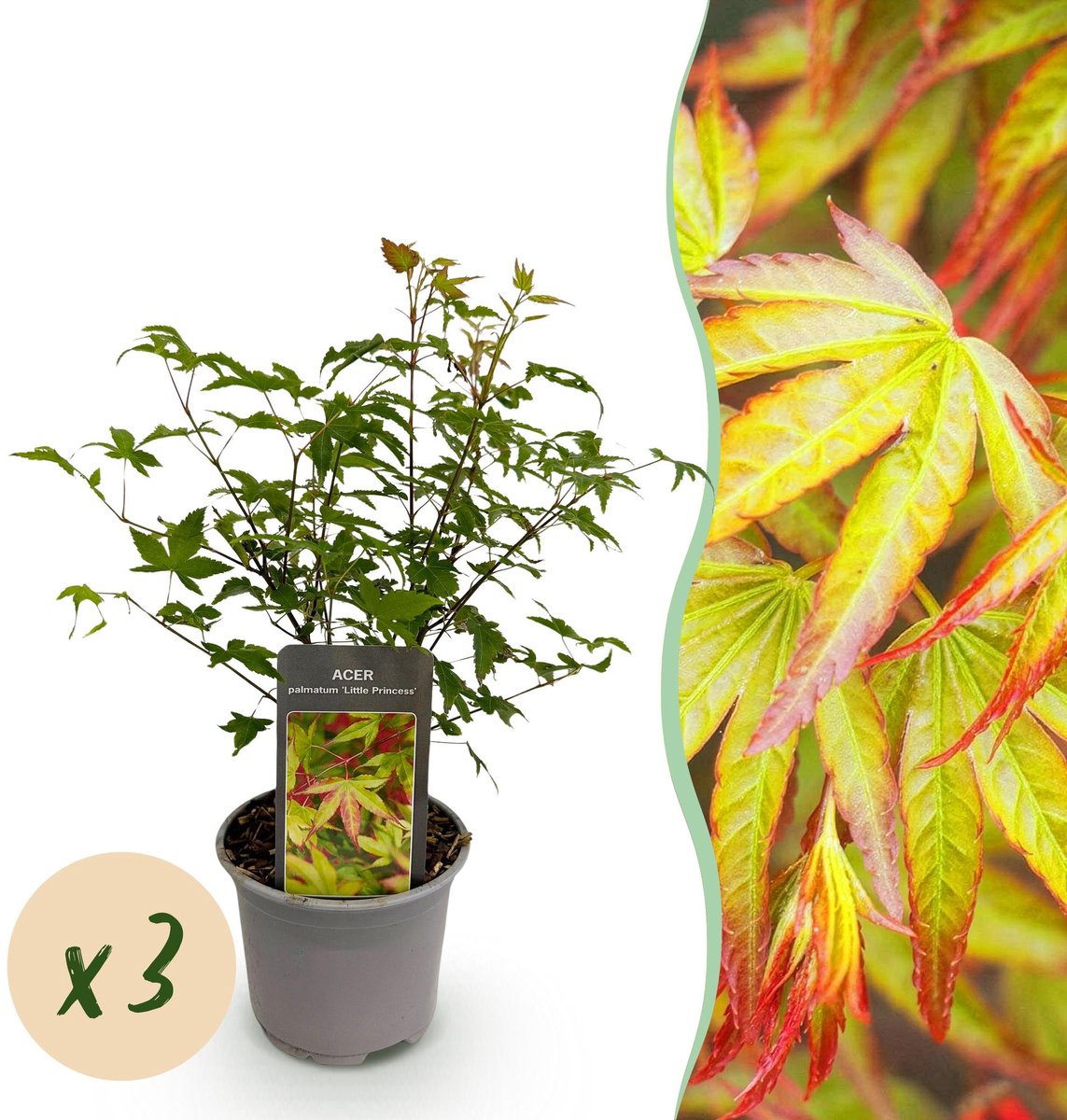 Tuinplant - Acer palmatum Little Princess - Groen - 3 Planten - Bladverliezend - Weinig Onderhoud - Pot 12cm Hoogte 35cm