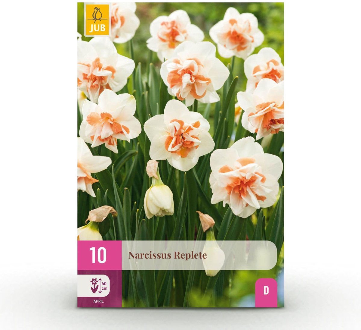 Bloembollen - Narcis Replete - Kleur Wit en Oranje - 10 stuks - Bolmaat 10/12 - XXL Pack
