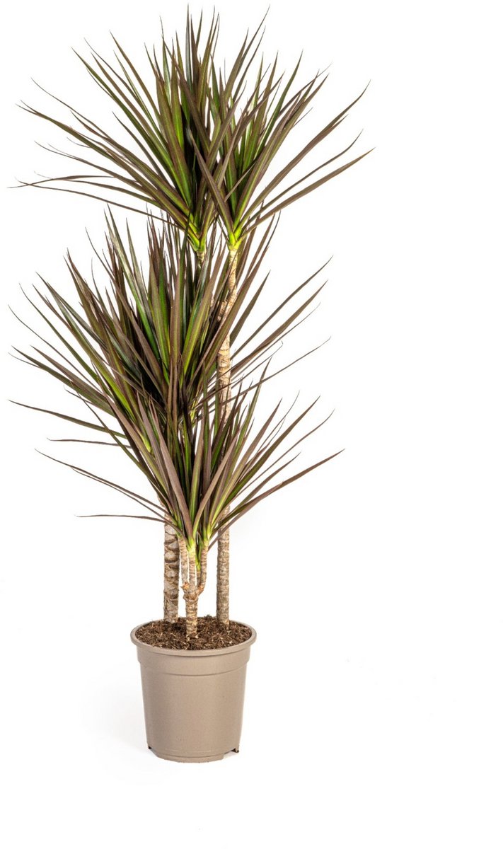 Dracaena Marginata Magenta Ø21cm - 110 - 130cm