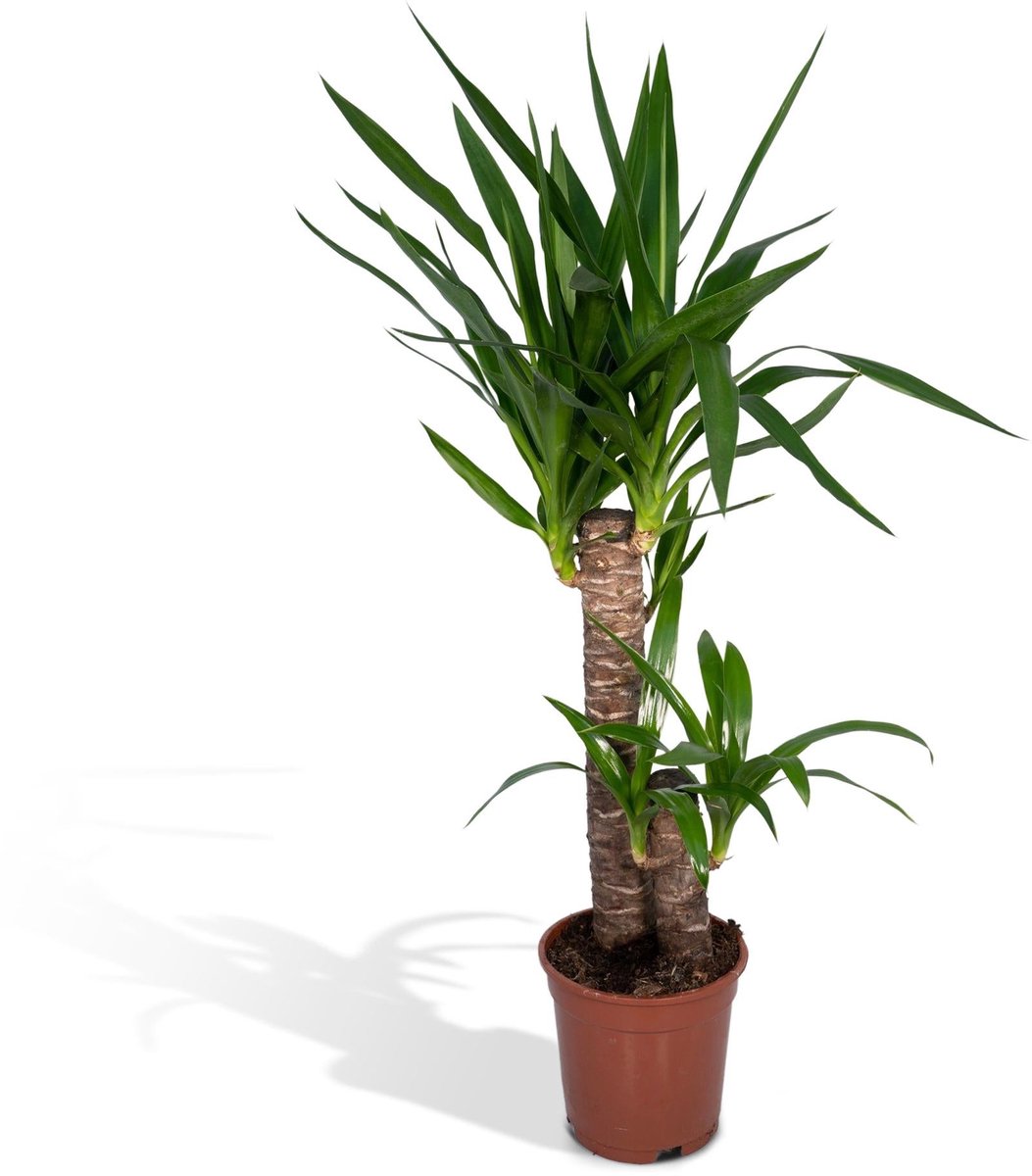 Yucca Elephantipes - Ø17cm - 85cm
