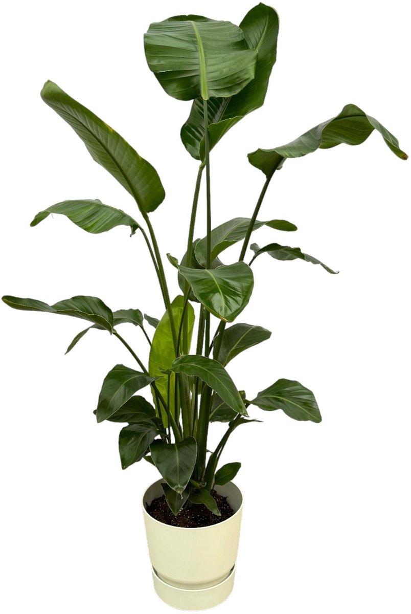 Strelitzia Nicolai inclusief elho Greenville Round wit - 160cm - Ø30