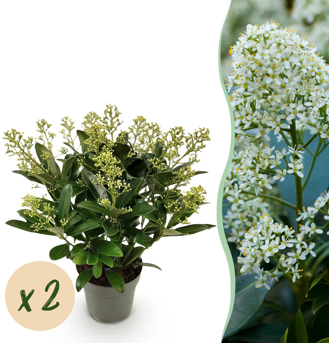Terrasplant - Skimmia japonica Finchy - Bloem Wit - 15+ Bloemen - 2 Planten - Winterhard - Pot 15cm Hoogte 30cm