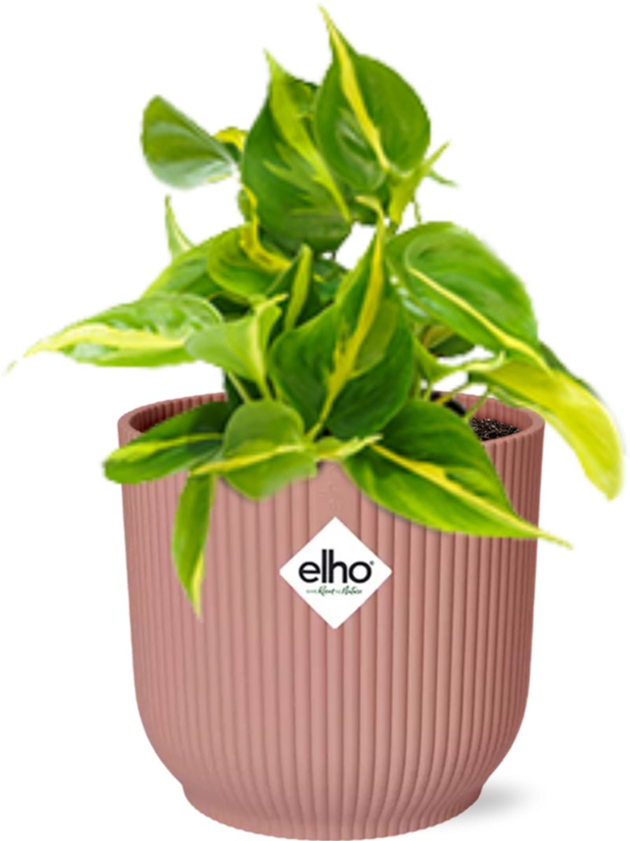 Philodendron Scandens ‘Brasil’ in ELHO Vibes Fold 14cm roze