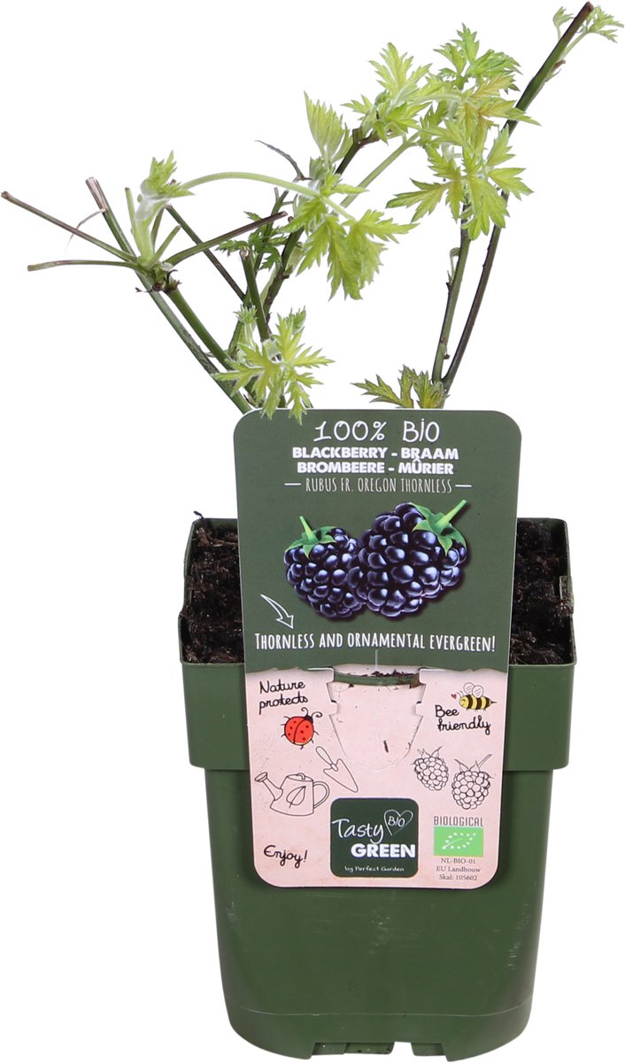 Rubus fruticosus 'Thornless Evergreen' - Doornloze Braam - Ø13cm - 45cm
