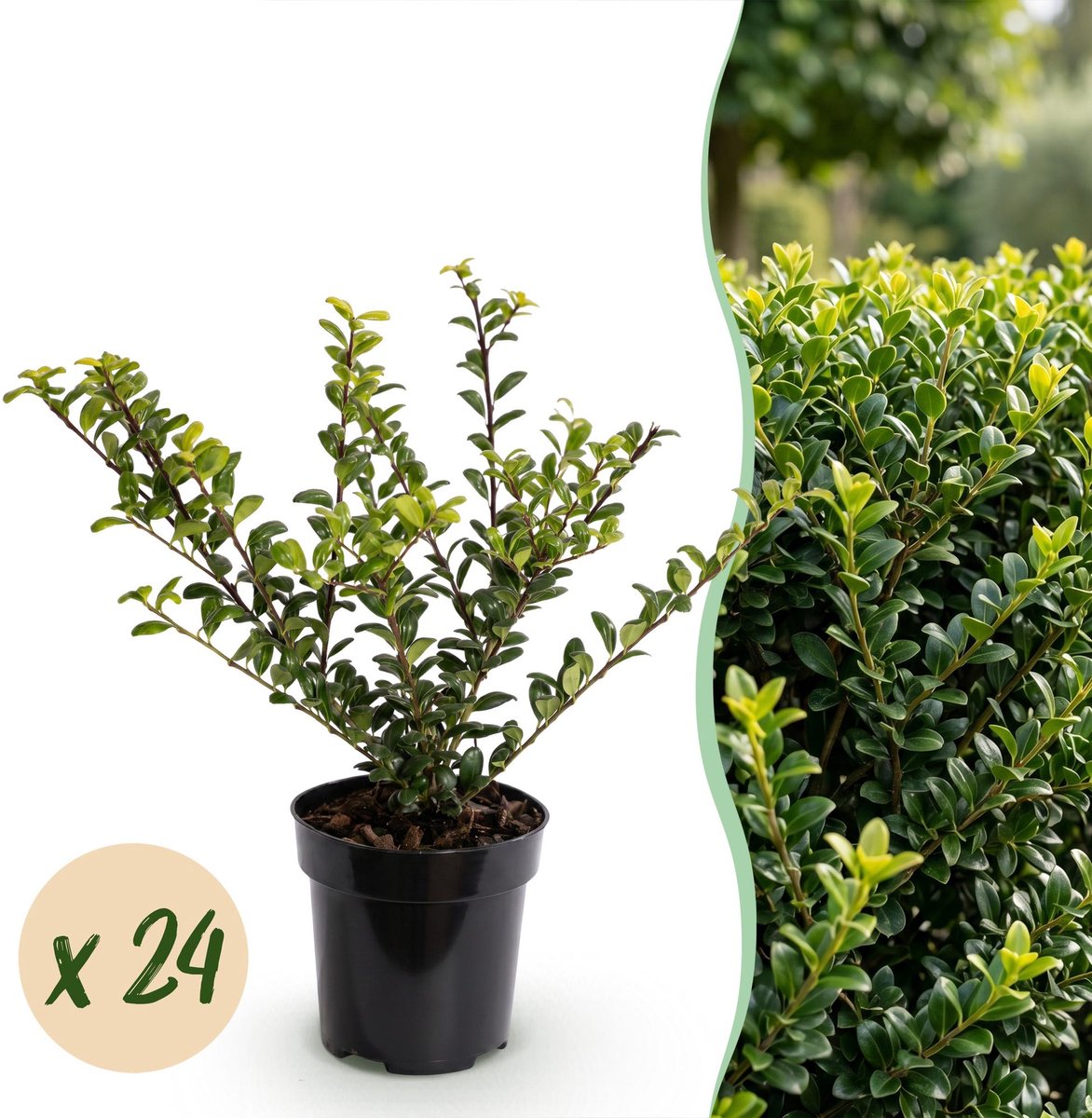 24x Ilex crenata Golden Gem - Japanse Hulst - Haagplanten - Groenblijvend - Geel - Pot 9cm - Hoogte 20-30cm