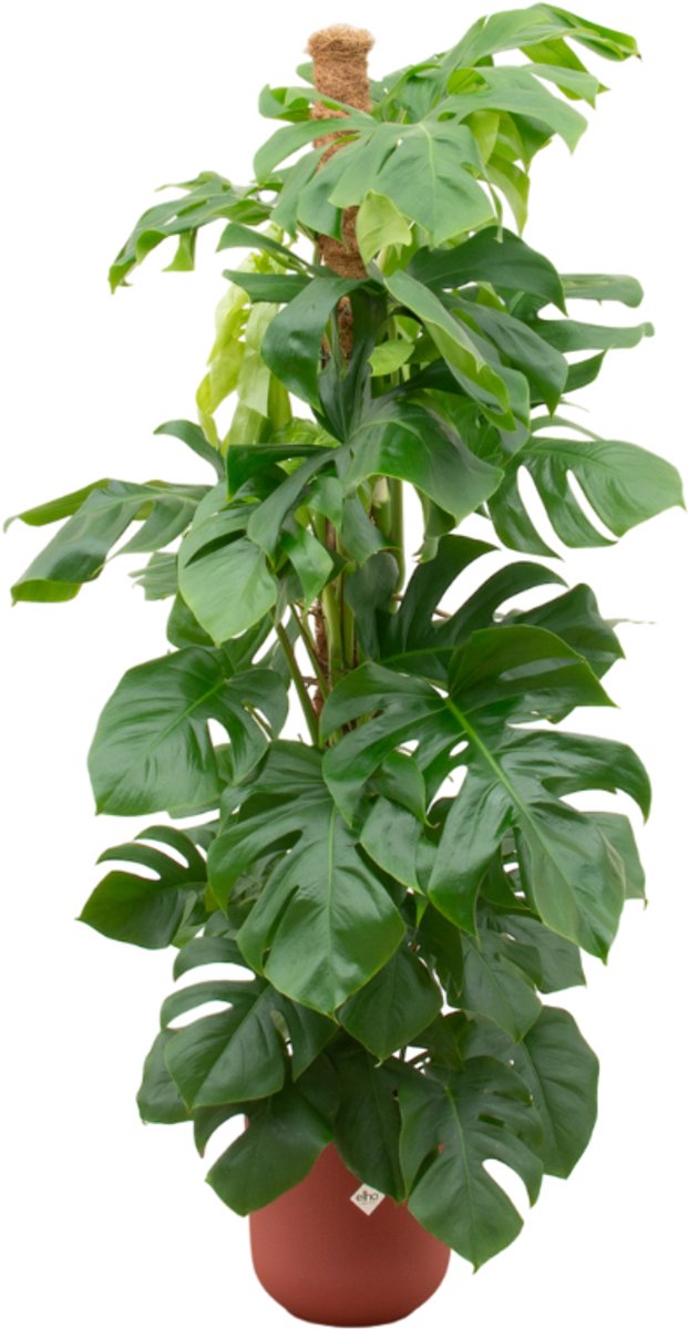 Combi deal - Monstera Pertusum XL inclusief elho Jazz Round rood Ø26 - 150 cm