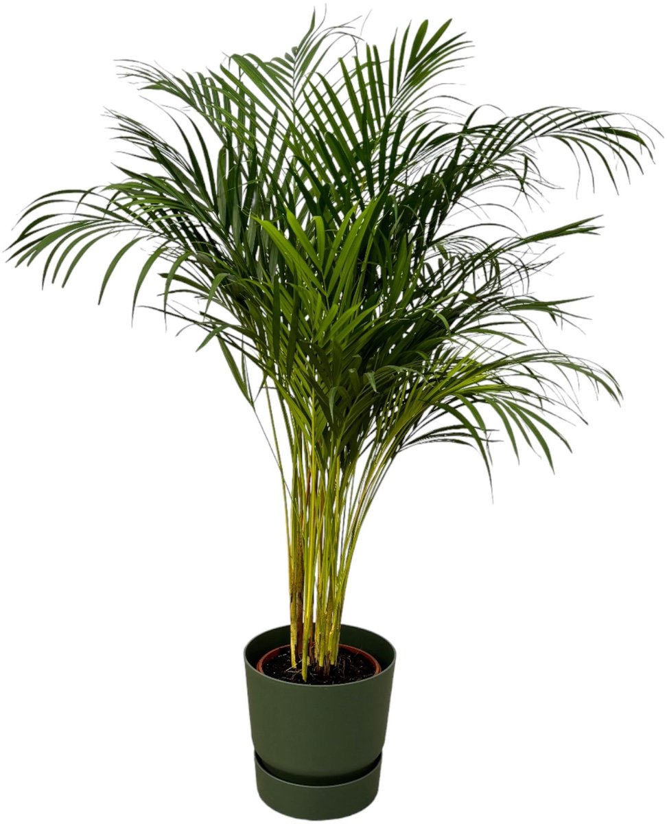 Areca palm - ↨130cm - Ø24cm inclusief elho Greenville Round groen D30xH28