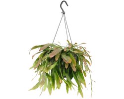 Rhipsalis Red Coral - Ø17cm - 25cm