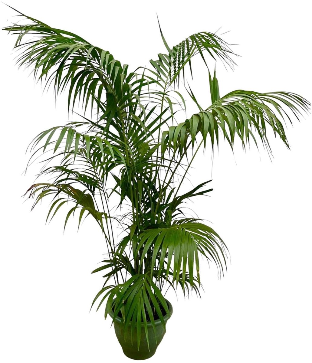 Kentia Palm XXL - 260cm - ø32-40cm