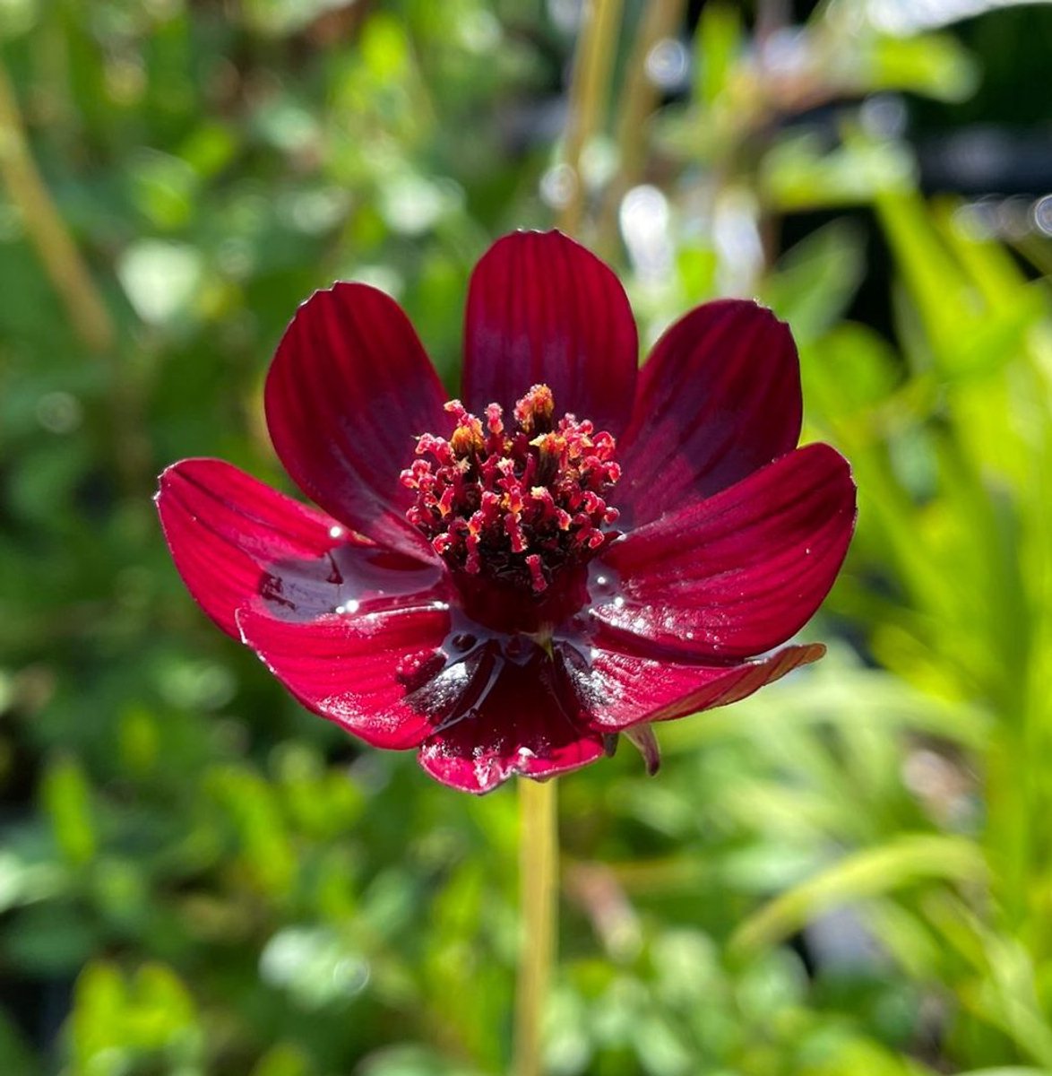 6x Cosmos atrosanguineus - Chocolade Cosmos - P9 Pot (9 x 9cm) - Dima Vaste Planten